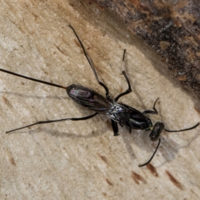 Aulacidae (family) (Aulacid parasitic wasps) at Melba, ACT - 16 Jul 2024 by kasiaaus