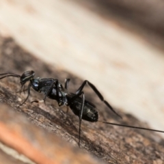 Aulacidae (family) at Melba, ACT - 16 Jul 2024