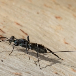 Aulacidae (family) at Melba, ACT - 16 Jul 2024 01:08 PM