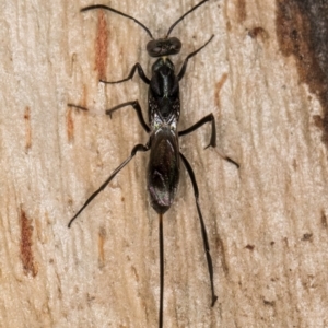 Aulacidae (family) at Melba, ACT - 16 Jul 2024 01:08 PM