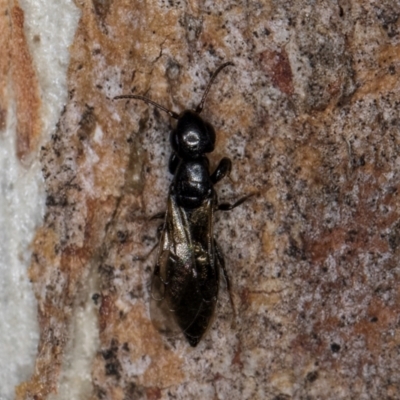 Unidentified Wasp (Hymenoptera, Apocrita) at Melba, ACT - 16 Jul 2024 by kasiaaus