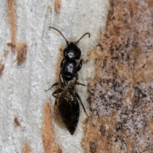 Bethylidae (family) at Melba, ACT - 16 Jul 2024 01:18 PM