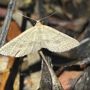 Epicyme rubropunctaria at Ainslie, ACT - 16 Jul 2024 05:55 PM