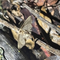 Epicyme rubropunctaria at Ainslie, ACT - 16 Jul 2024 05:55 PM