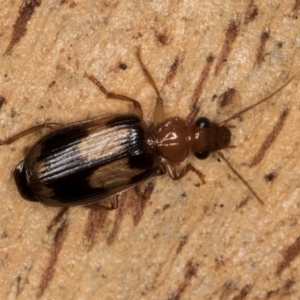 Trigonothops sp. (genus) at Melba, ACT - 16 Jul 2024 01:25 PM