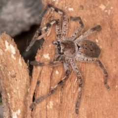 Isopedella pessleri at Melba, ACT - 16 Jul 2024