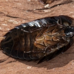 Laxta granicollis at Melba, ACT - 16 Jul 2024 01:31 PM