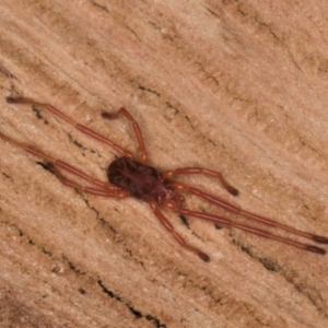 Erythraeidae (family) at Spence, ACT - 16 Jul 2024