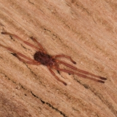 Erythraeidae (family) at Spence, ACT - 16 Jul 2024