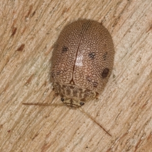 Paropsis atomaria at Melba, ACT - 16 Jul 2024 01:43 PM