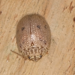 Paropsis atomaria at Melba, ACT - 16 Jul 2024 01:43 PM