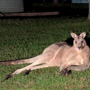 Macropus giganteus at Kambah, ACT - 16 Jul 2024 08:42 PM