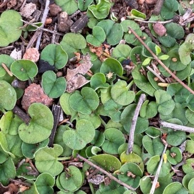 Dichondra repens (Kidney Weed) at Myall Park, NSW - 24 Jun 2024 by Tapirlord