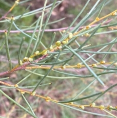 Hakea tephrosperma (Hooked Needlewood) at Myall Park, NSW - 23 Jun 2024 by Tapirlord