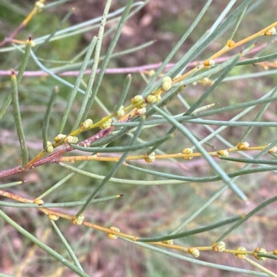 Hakea tephrosperma (Hooked Needlewood) at Myall Park, NSW - 24 Jun 2024 by Tapirlord