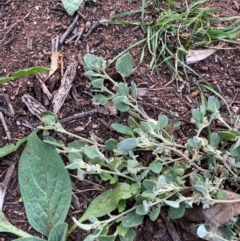 Chenopodium desertorum subsp. microphyllum (Small-Leaf Goosefoot) at Myall Park, NSW - 23 Jun 2024 by Tapirlord