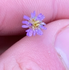 Vittadinia gracilis (New Holland Daisy) at Myall Park, NSW - 23 Jun 2024 by Tapirlord