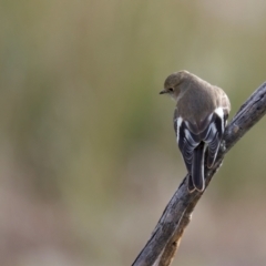 Petroica phoenicea (Flame Robin) at Chesney Vale, VIC - 15 Jul 2024 by jb2602