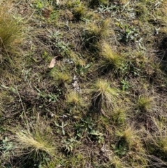 Nassella trichotoma (Serrated Tussock) at Nicholls, ACT - 17 Jul 2024 by mcosgrove