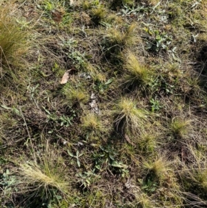 Nassella trichotoma at Nicholls, ACT - 17 Jul 2024