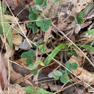 Trifolium sp. at Watson, ACT - 11 Jul 2024 11:12 AM