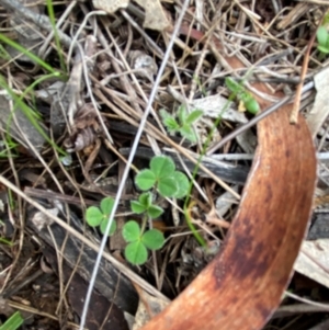 Trifolium sp. at Watson, ACT - 11 Jul 2024