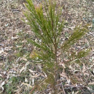 Exocarpos cupressiformis at Watson, ACT - 11 Jul 2024 11:06 AM