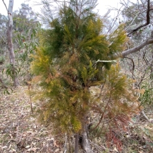 Exocarpos cupressiformis at Watson, ACT - 11 Jul 2024 11:06 AM