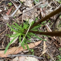 Xerochrysum viscosum at Watson, ACT - 11 Jul 2024