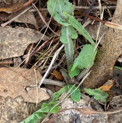 Sonchus oleraceus (Annual Sowthistle) at Watson, ACT - 11 Jul 2024 by mcosgrove