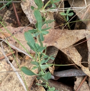 Hypericum perforatum at Watson, ACT - 11 Jul 2024