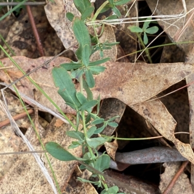 Hypericum perforatum (St John's Wort) at Watson, ACT - 11 Jul 2024 by mcosgrove