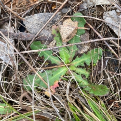 Hypochaeris radicata (Cat's Ear, Flatweed) at Watson, ACT - 11 Jul 2024 by mcosgrove