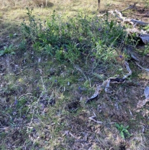 Echium plantagineum at Watson, ACT - 15 Jul 2024 10:17 AM