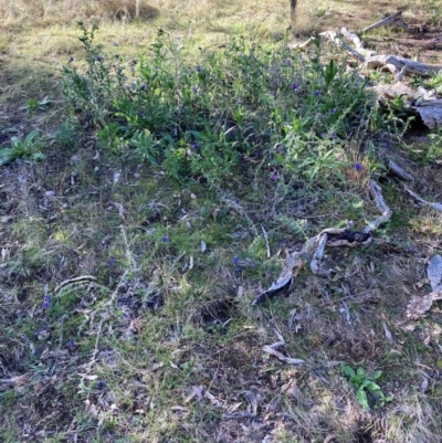 Echium plantagineum (Paterson's Curse) at Watson, ACT - 15 Jul 2024 by waltraud