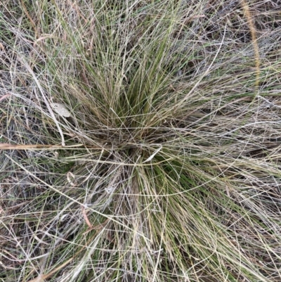 Nassella trichotoma (Serrated Tussock) at Watson, ACT - 15 Jul 2024 by waltraud