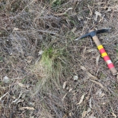 Nassella trichotoma (Serrated Tussock) at Watson, ACT - 15 Jul 2024 by waltraud