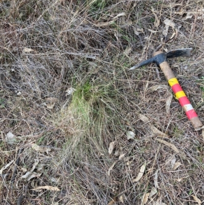 Nassella trichotoma (Serrated Tussock) at Watson, ACT - 15 Jul 2024 by waltraud