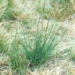 Cymbopogon refractus (Barbed-wire Grass) at Conder, ACT - 6 Jan 2007 by MichaelBedingfield