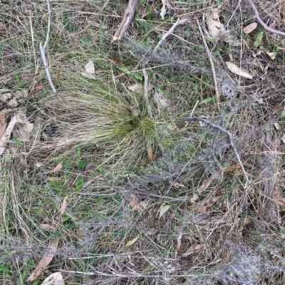 Nassella trichotoma (Serrated Tussock) at Watson, ACT - 15 Jul 2024 by waltraud