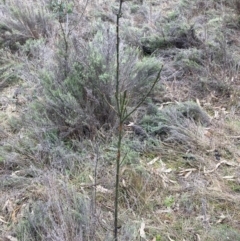 Exocarpos cupressiformis (Cherry Ballart) at Watson, ACT - 15 Jul 2024 by waltraud