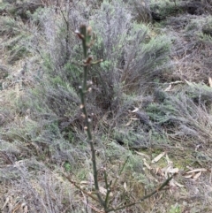 Exocarpos cupressiformis at Watson, ACT - 15 Jul 2024