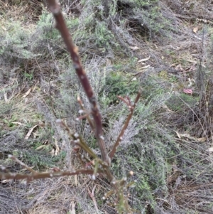 Exocarpos cupressiformis at Watson, ACT - 15 Jul 2024