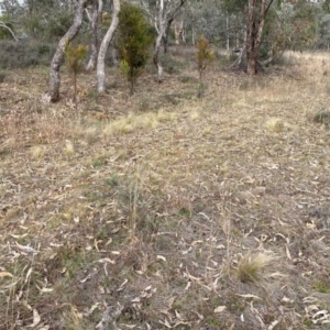 Nassella trichotoma at Watson, ACT - 15 Jul 2024 02:17 PM