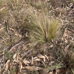 Nassella trichotoma at Watson, ACT - 15 Jul 2024 02:17 PM