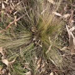 Nassella trichotoma at Watson, ACT - 15 Jul 2024 02:17 PM