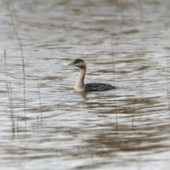 Poliocephalus poliocephalus (Hoary-headed Grebe) at Winton North, VIC - 15 Jul 2024 by jb2602