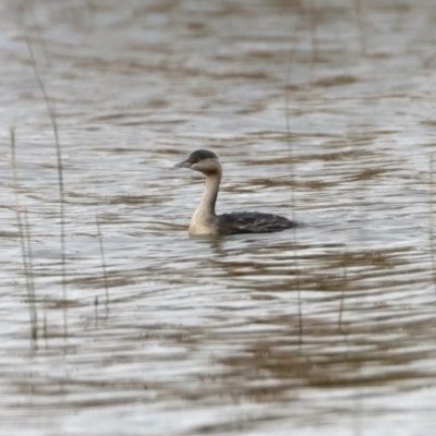 Poliocephalus poliocephalus (Hoary-headed Grebe) at Winton North, VIC - 15 Jul 2024 by jb2602