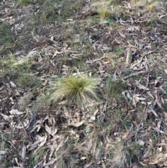 Nassella trichotoma (Serrated Tussock) at Watson, ACT - 15 Jul 2024 by waltraud