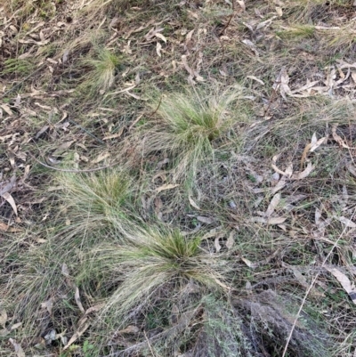 Nassella trichotoma (Serrated Tussock) at Watson, ACT - 15 Jul 2024 by waltraud